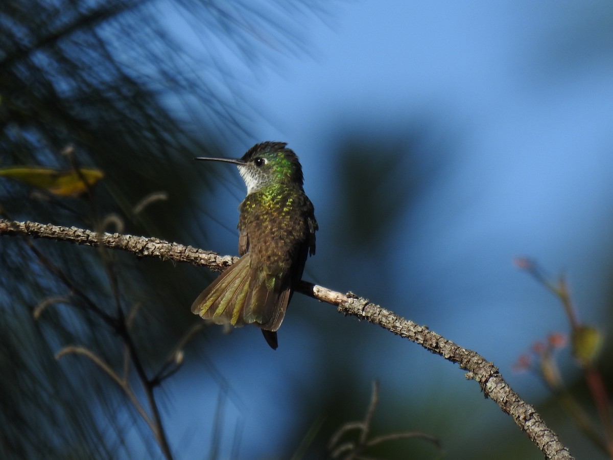 kolibřík azurovotemenný - ML527340441