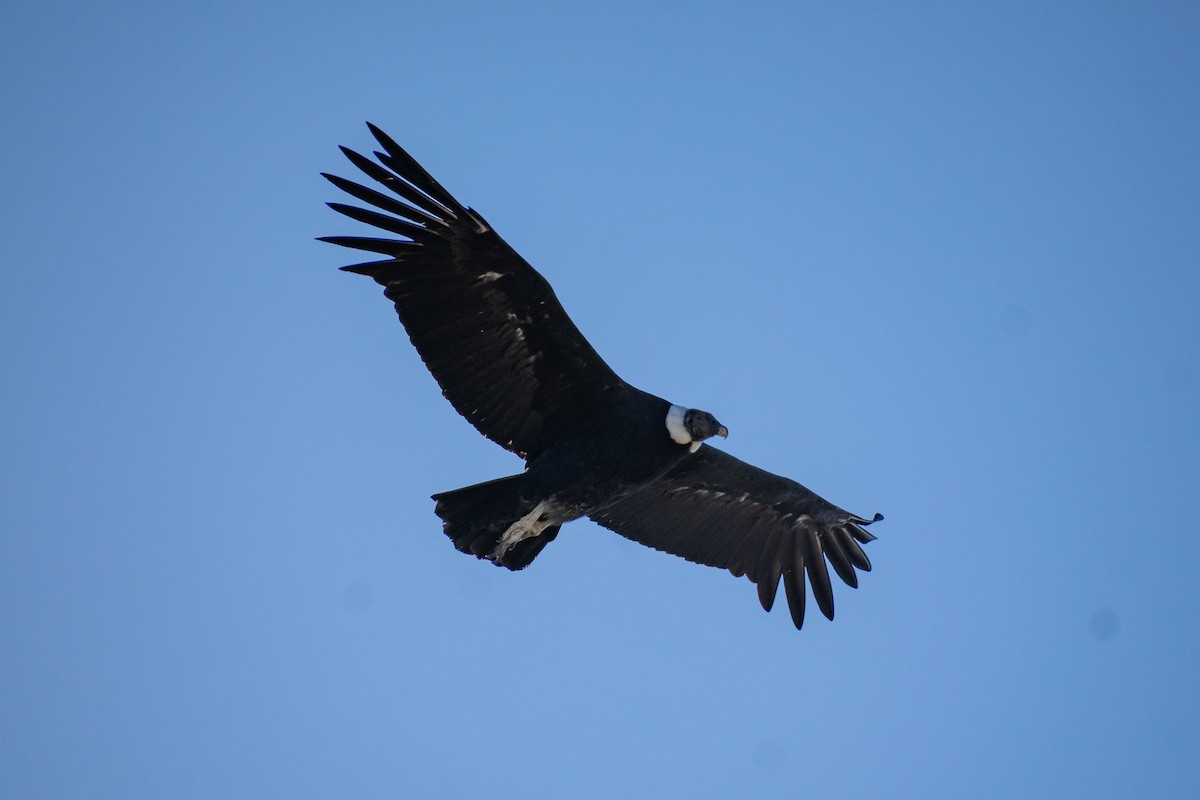 Andean Condor - Nicolás Cesarini