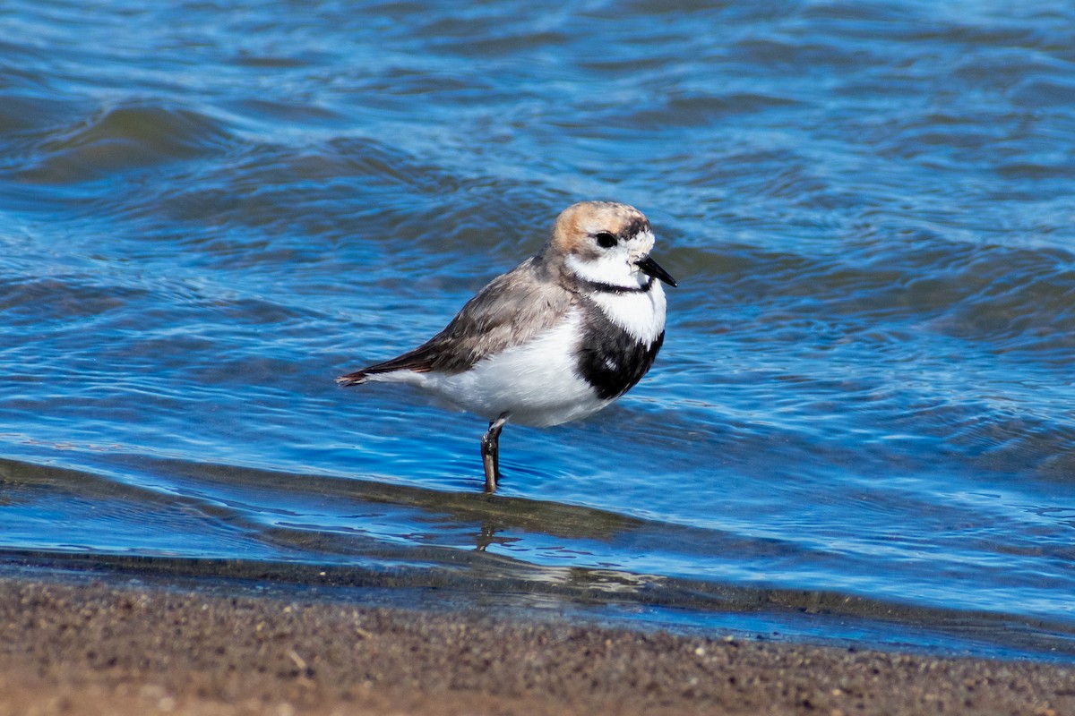 Two-banded Plover - ML527342511