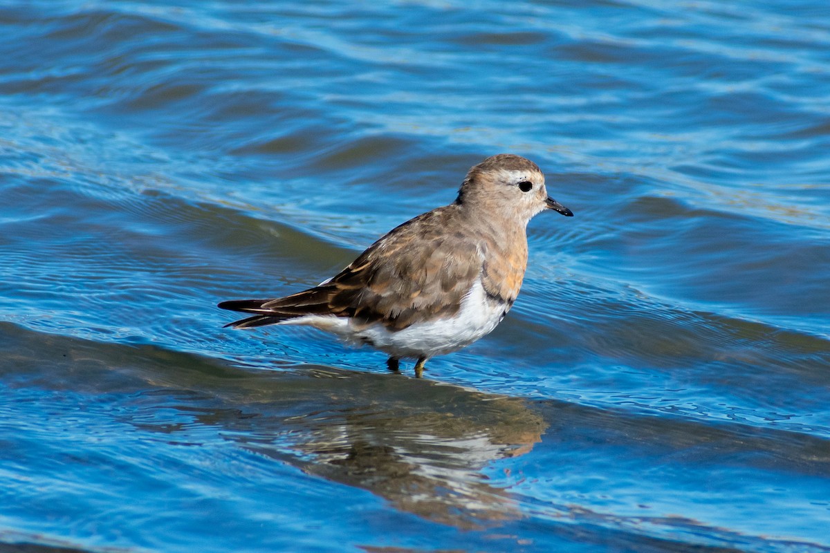 Rufous-chested Dotterel - ML527342541