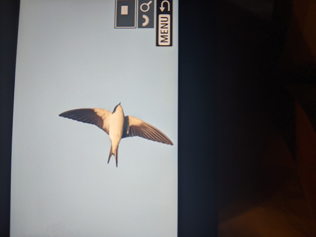 Bahama Swallow - ML527342591