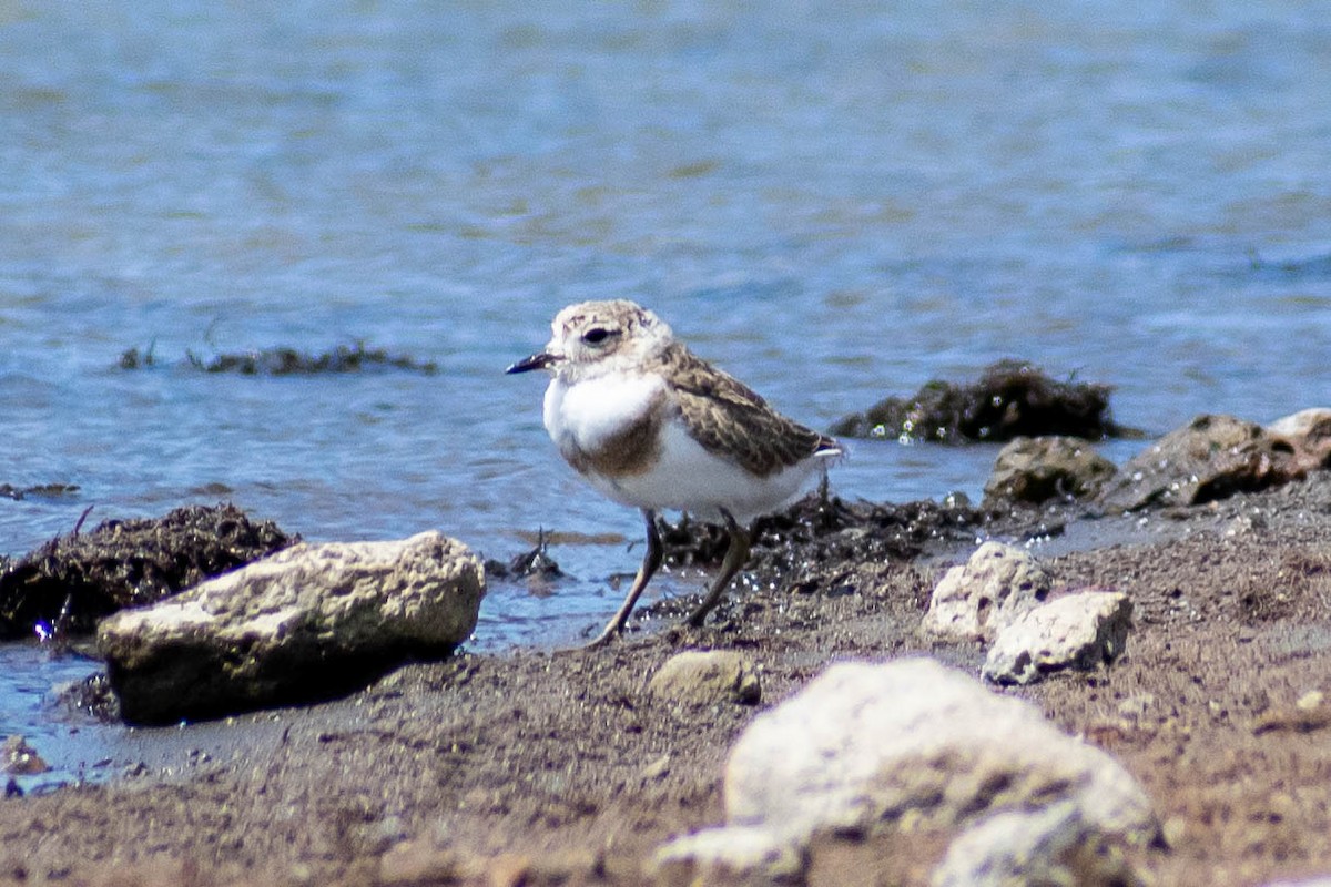 Two-banded Plover - ML527342741