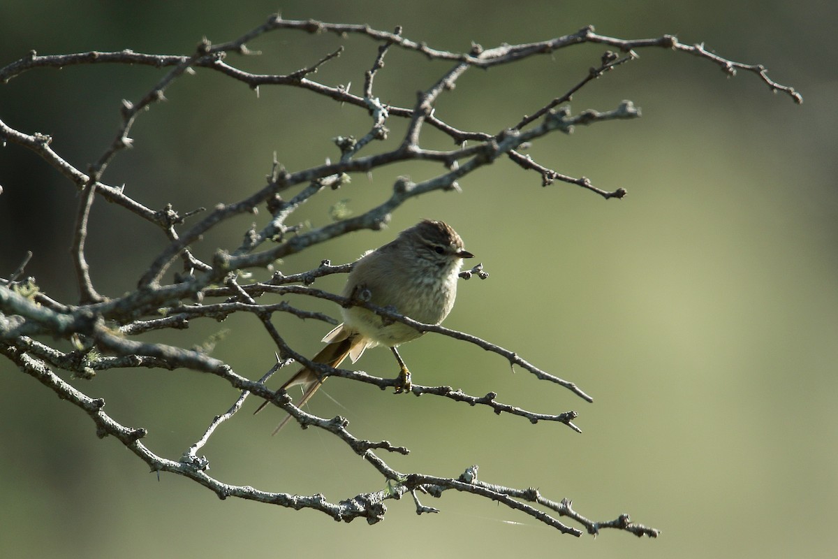 Tufted Tit-Spinetail - ML52734451