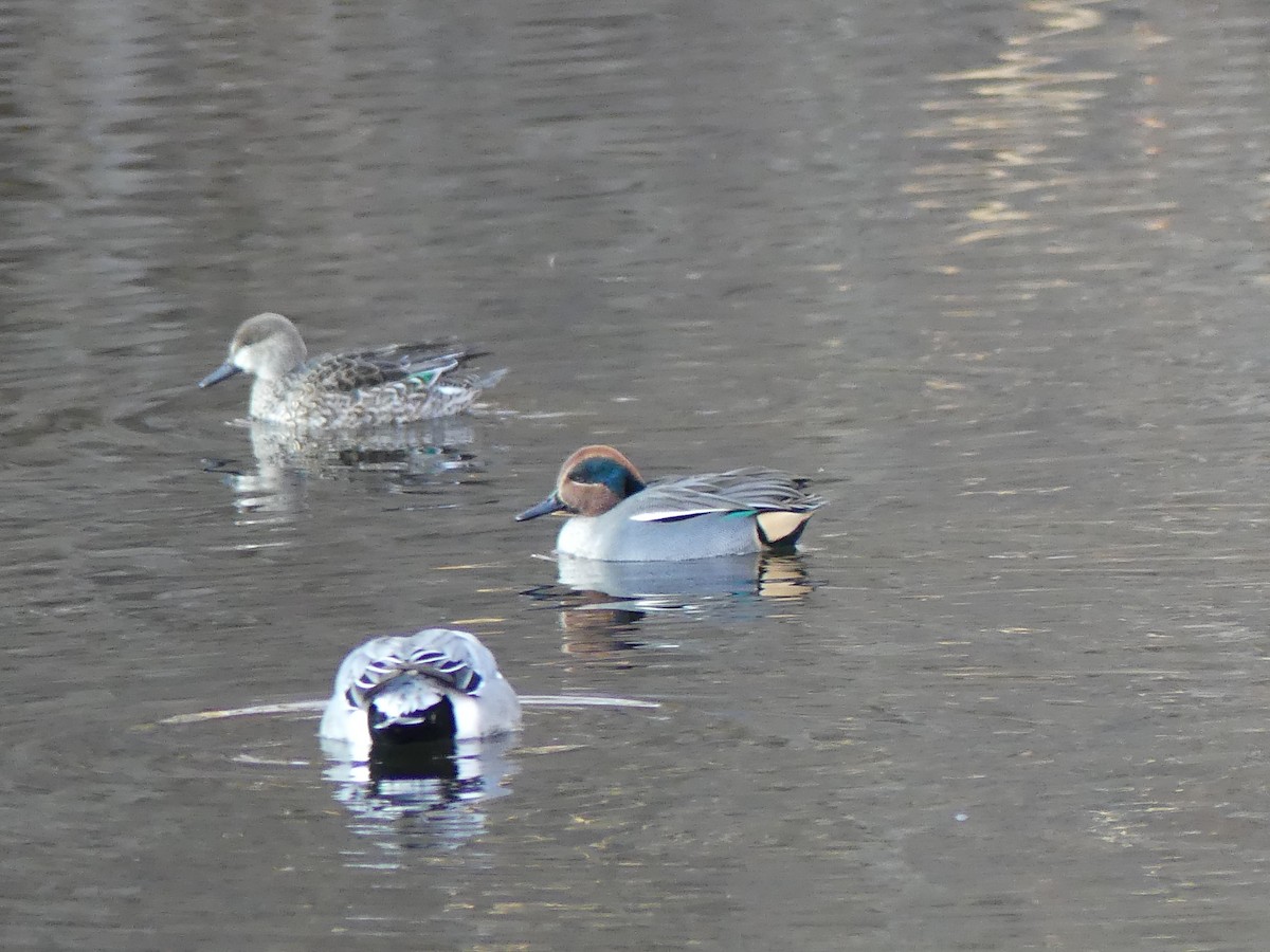 Green-winged Teal - ML527344791