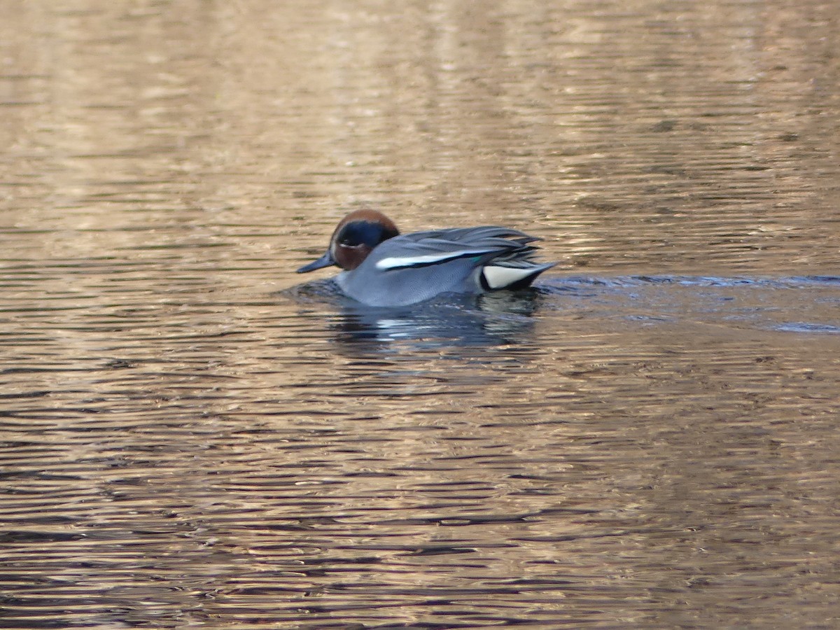 Green-winged Teal - ML527344811