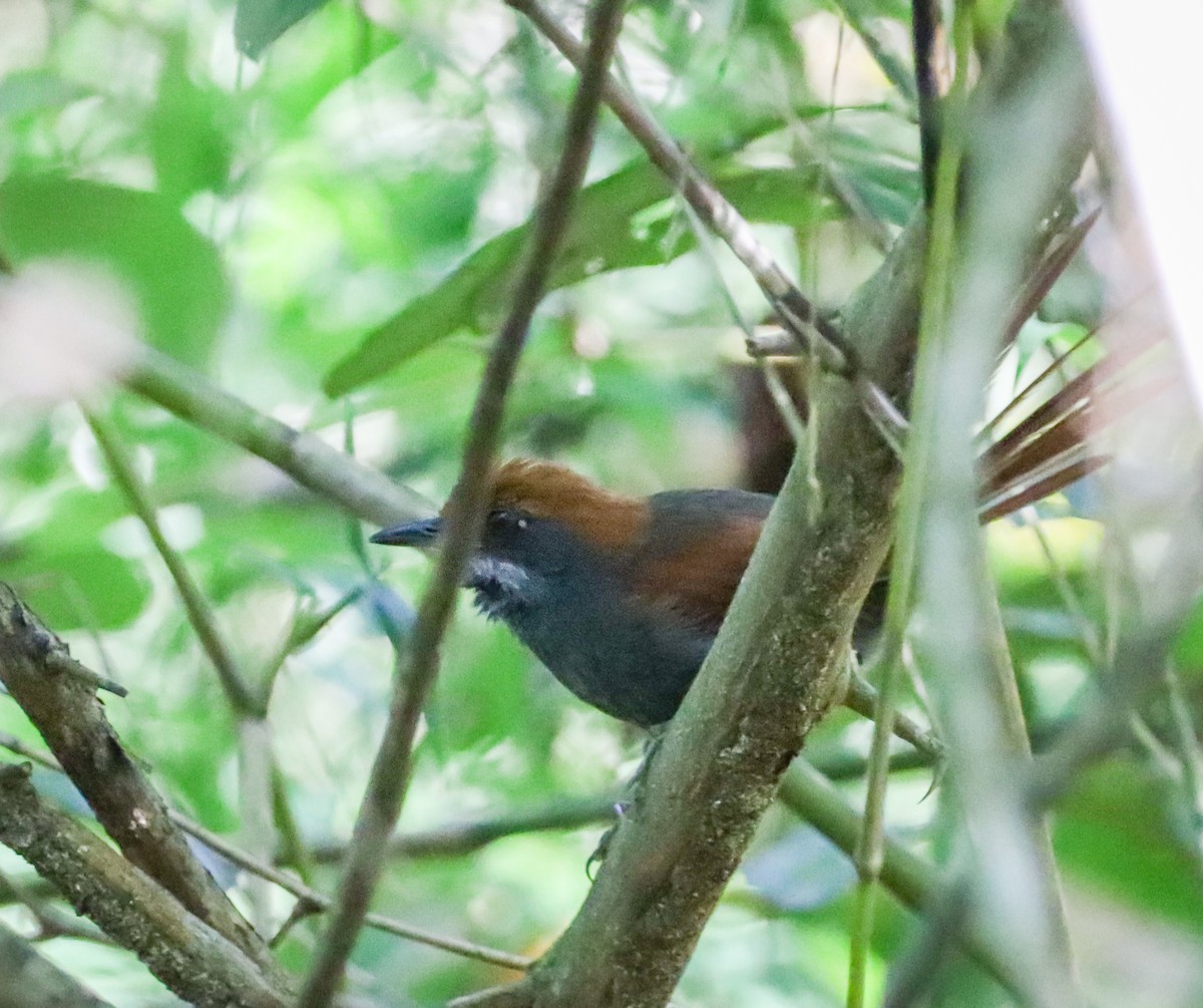 Pinto's Spinetail - ML527346031