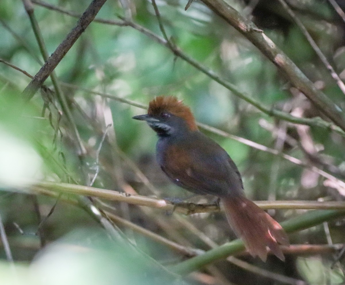 Pinto's Spinetail - ML527346041