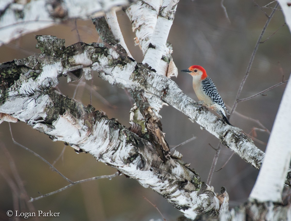 Red-bellied Woodpecker - ML52734841
