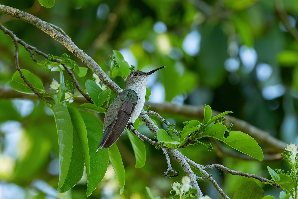Olive-spotted Hummingbird - ML527348531