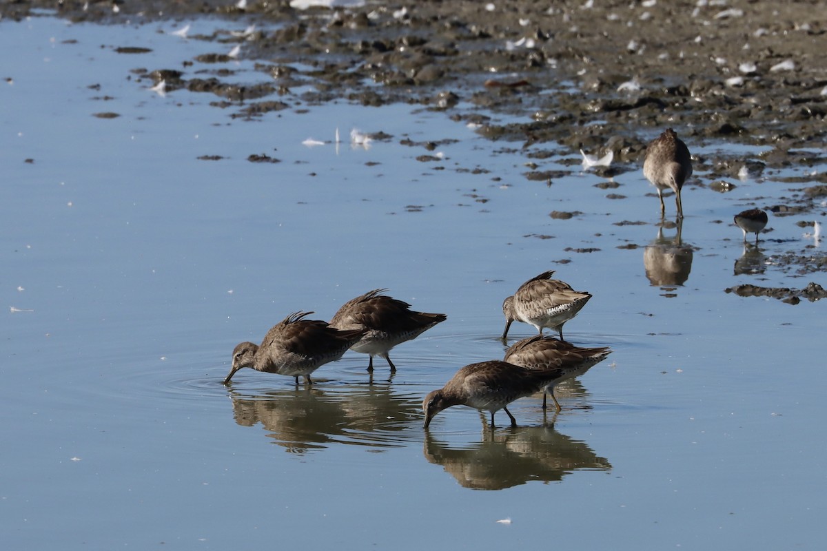 Long-billed Dowitcher - ML527355651