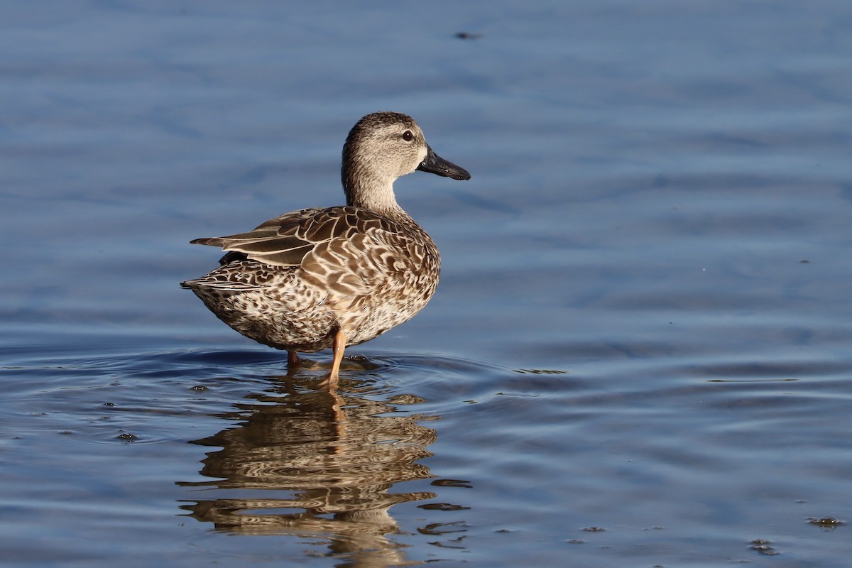 Blue-winged Teal - ML527357581