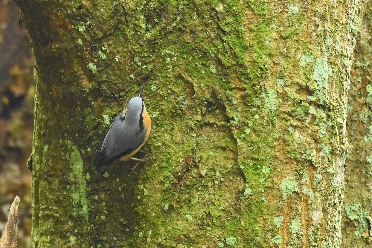 Eurasian Nuthatch (Chinese) - ML527361581