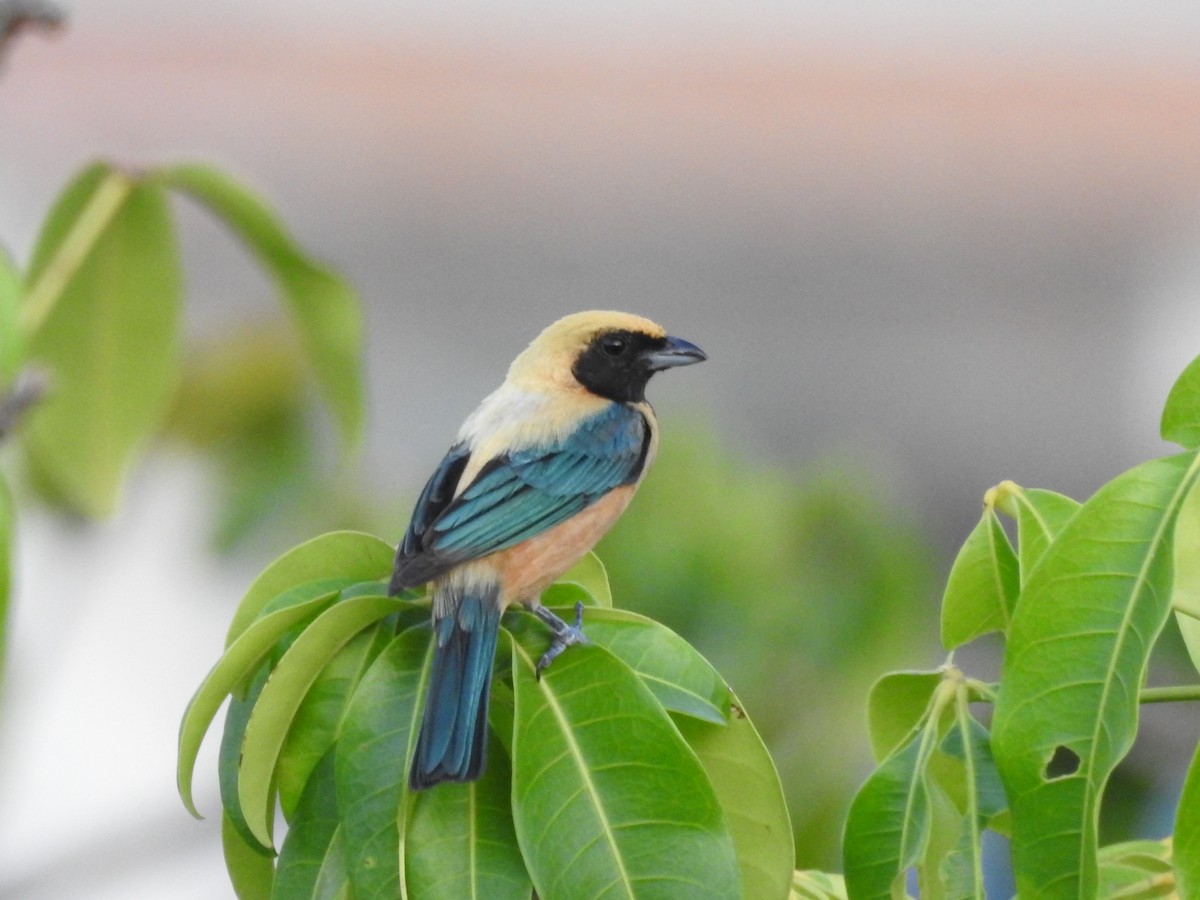 Burnished-buff Tanager - ML527364631