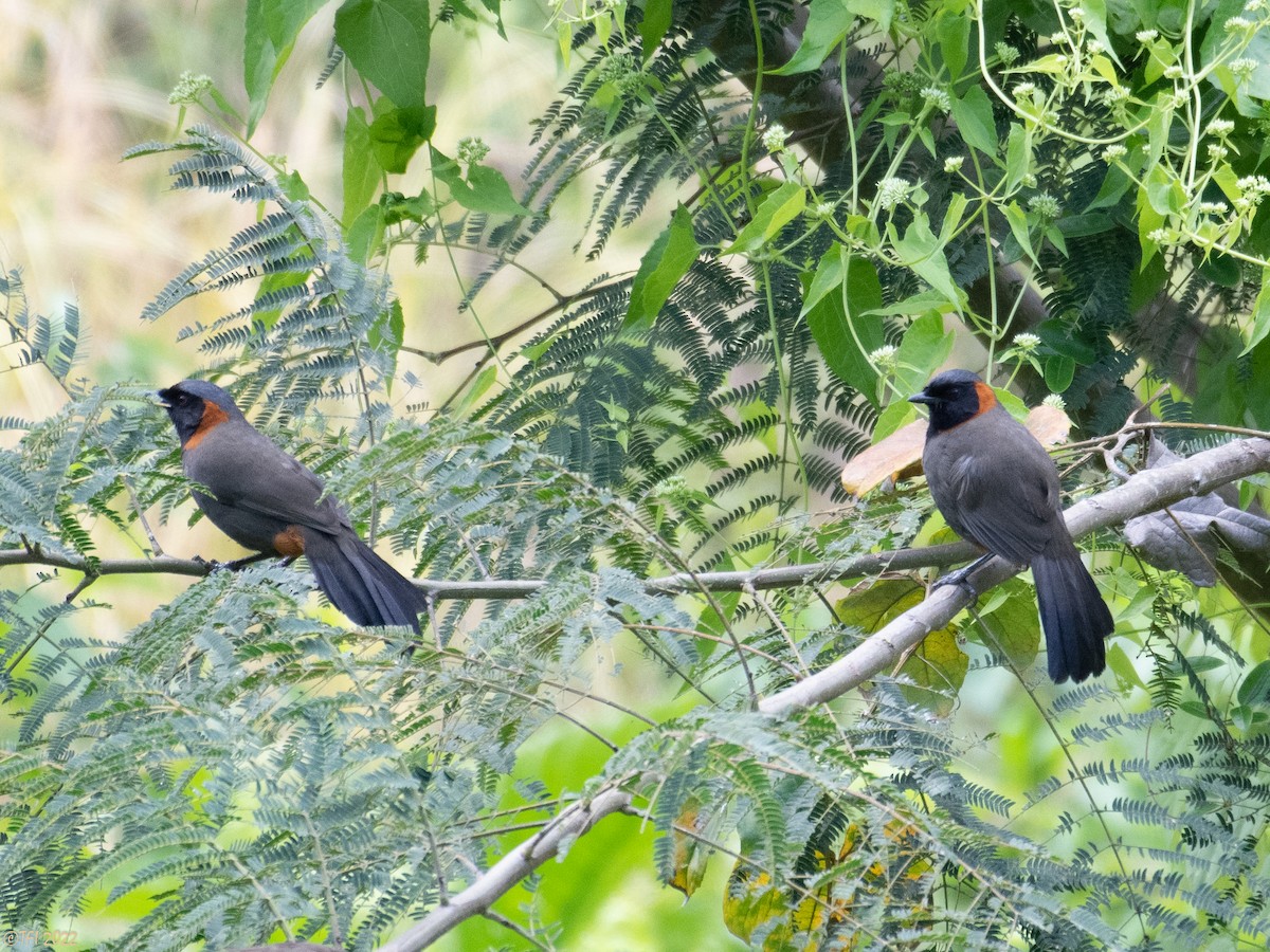 Rufous-necked Laughingthrush - ML527368381