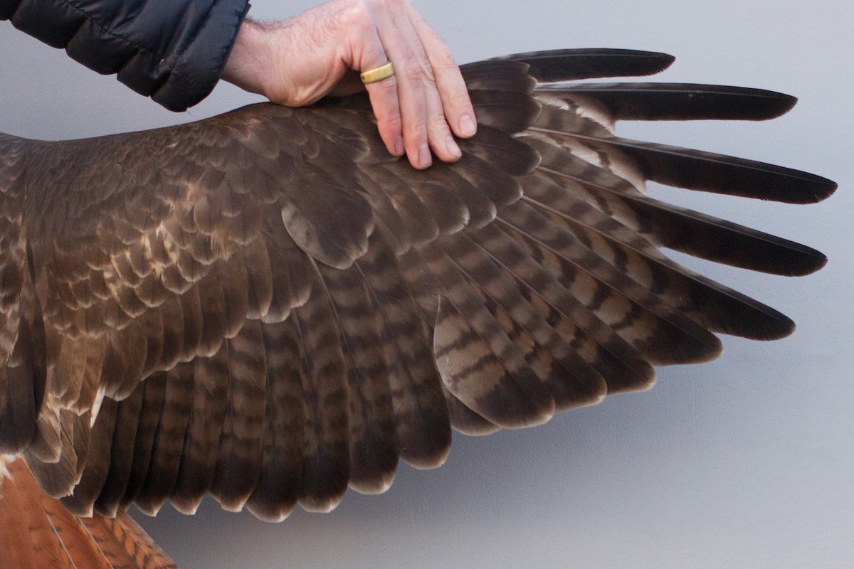 Red-tailed Hawk (calurus/alascensis) - ML527370101