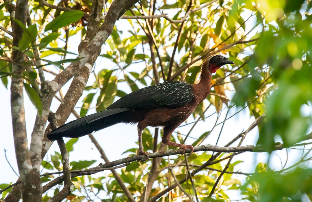 White-crested Guan - ML527371441