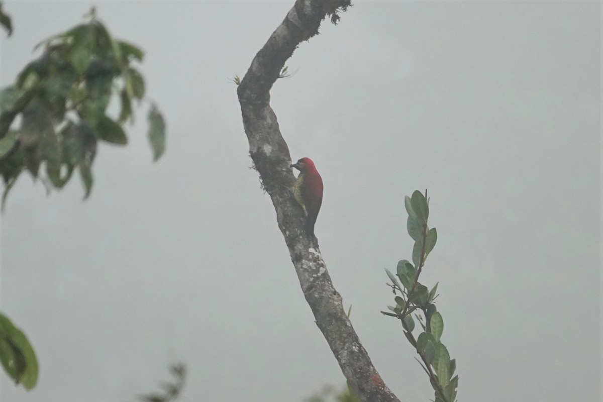 Crimson-mantled Woodpecker - ML527373751
