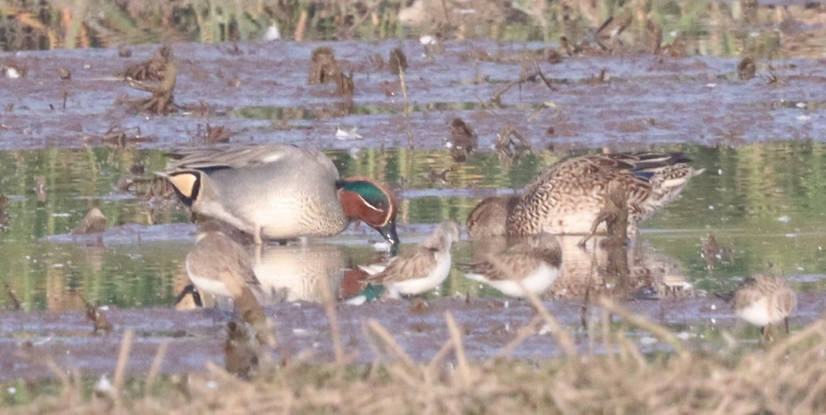 Green-winged Teal - ML527373761