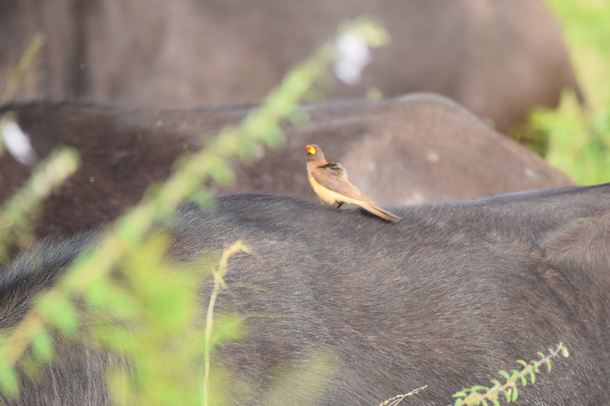 Yellow-billed Oxpecker - Ryne Rutherford