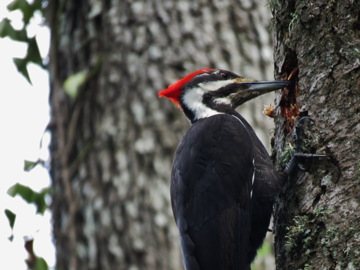 Pileated Woodpecker - Sally Hill