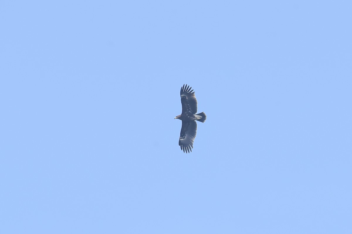 Greater Spotted Eagle - PRASHANTHA KRISHNA M C