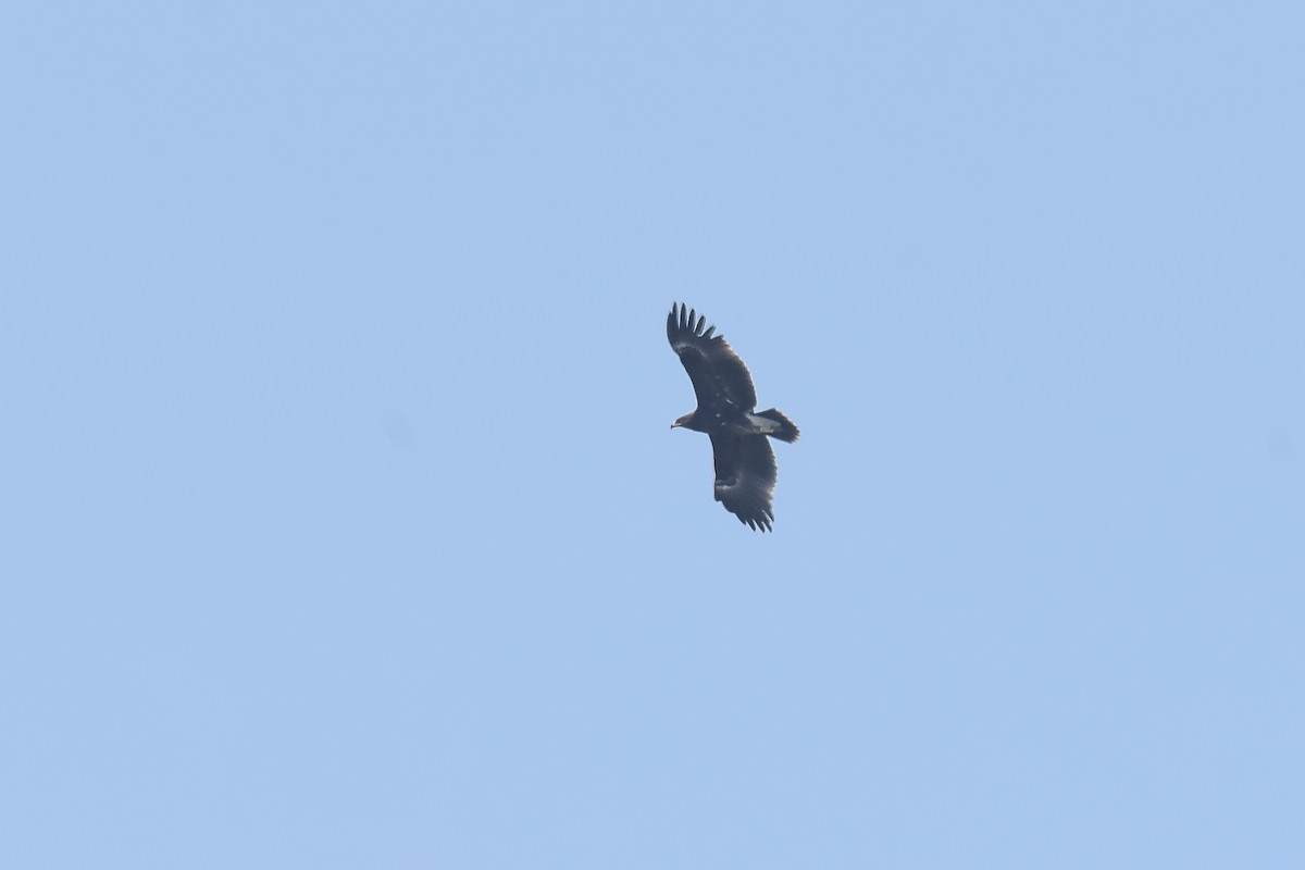 Greater Spotted Eagle - ML527385781