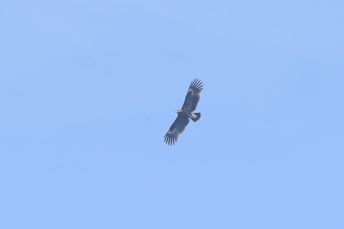 Greater Spotted Eagle - ML527385901