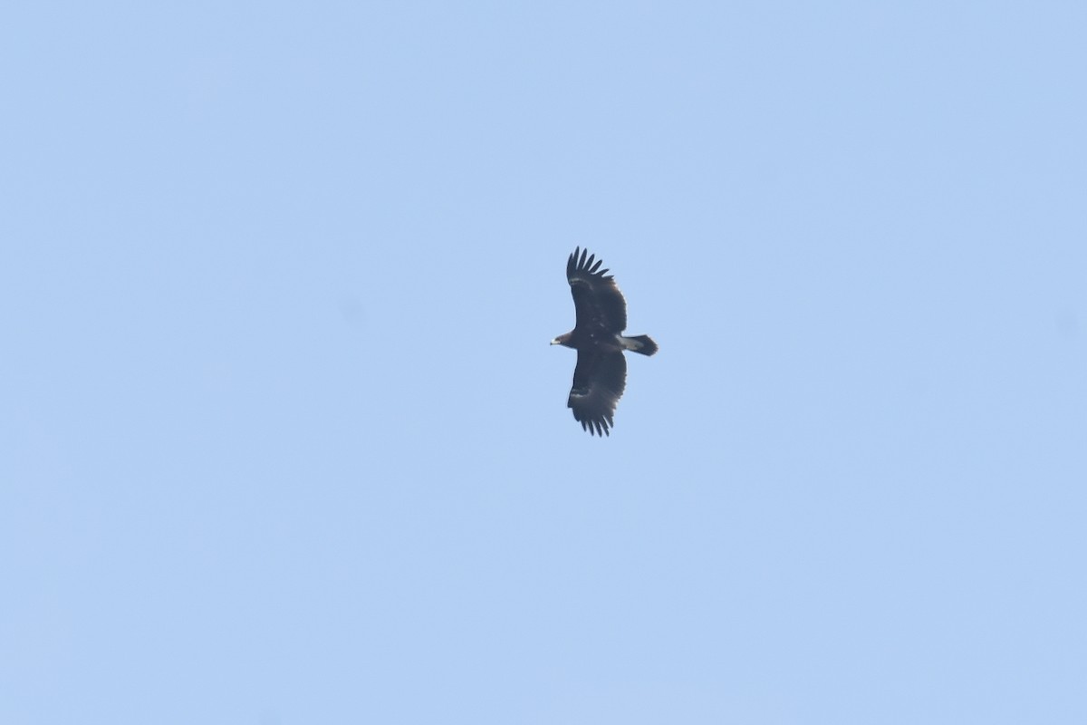 Greater Spotted Eagle - ML527386131