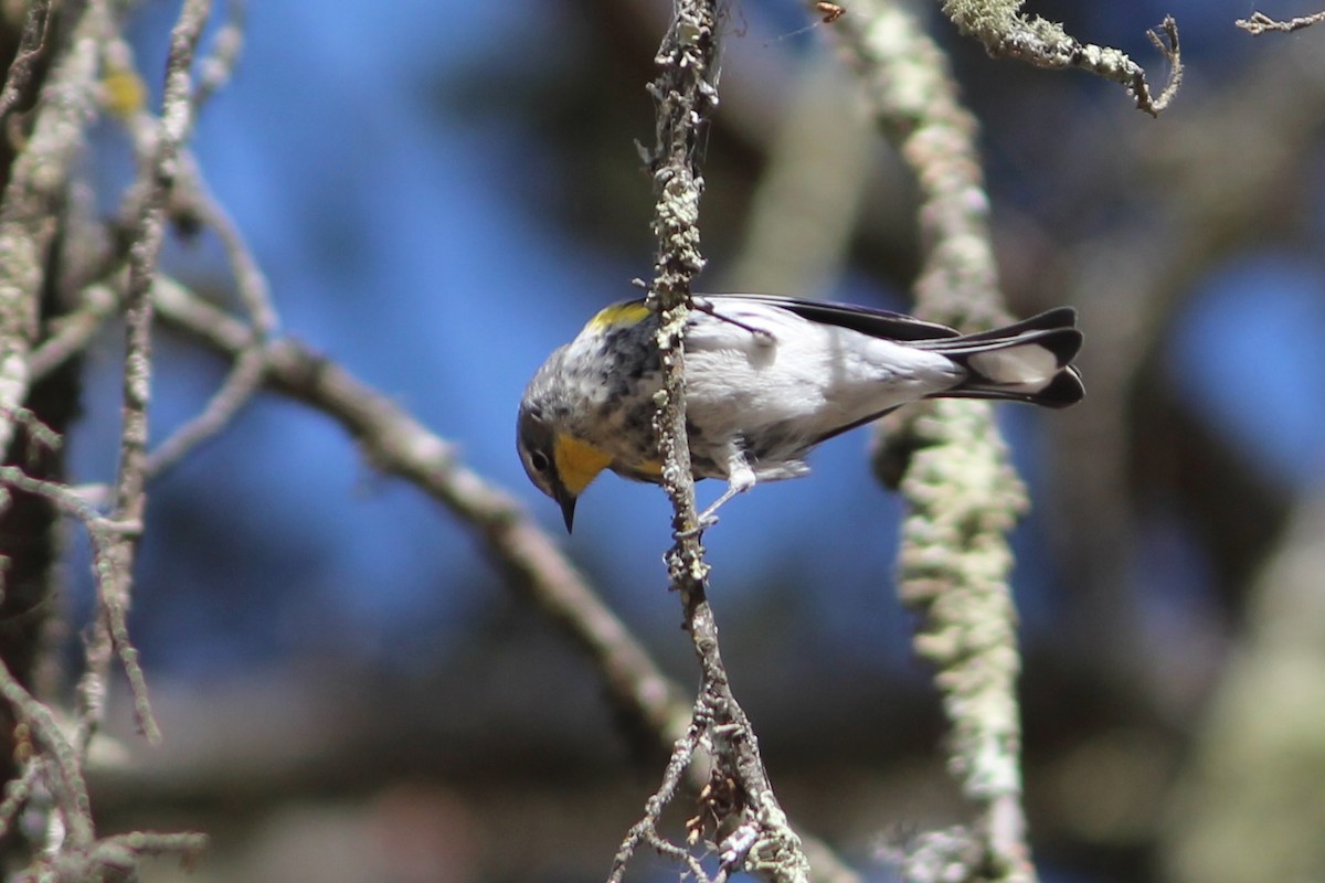 Yellow-rumped Warbler (Audubon's) - ML527389371