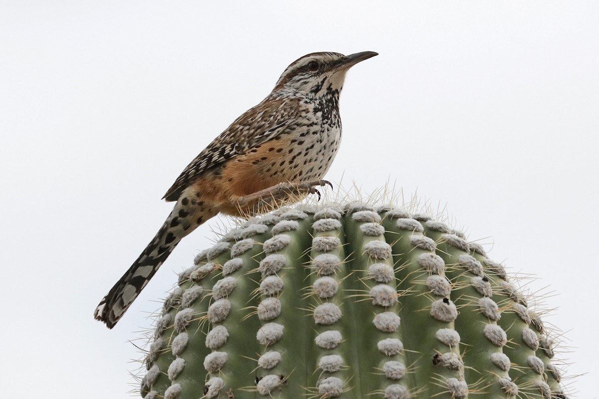 eBird Checklist - 14 Jan 2023 - Tucson Mountain Park--Brown Mountain ...