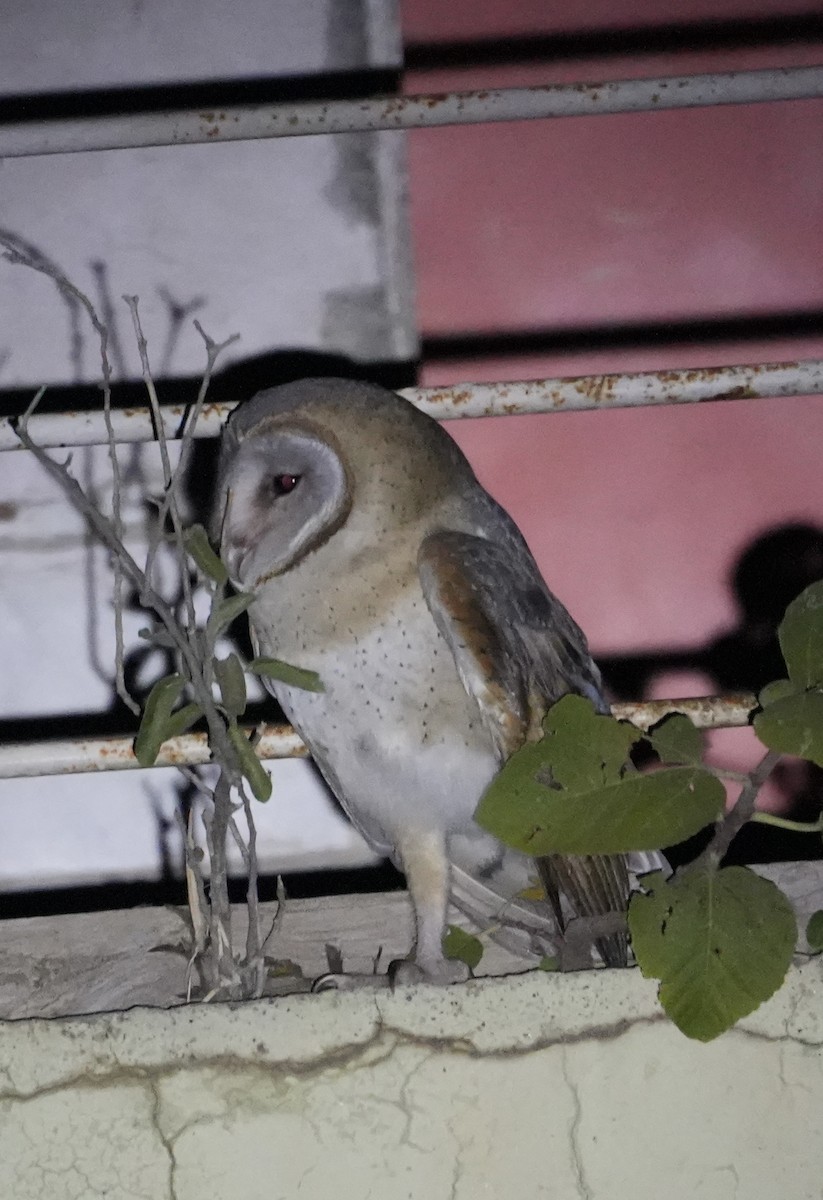 Barn Owl - Praveen Chavan