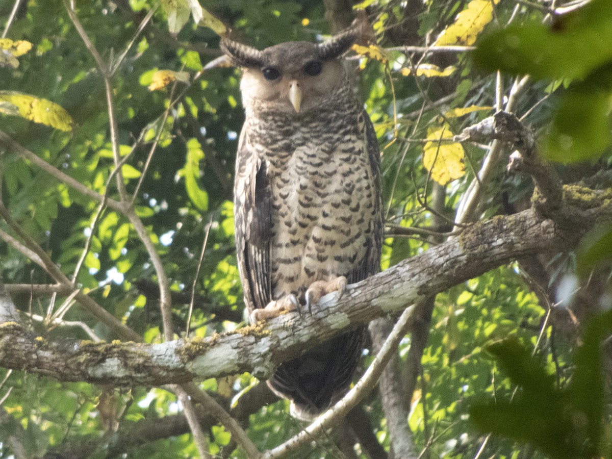 Spot-bellied Eagle-Owl - ML527398331