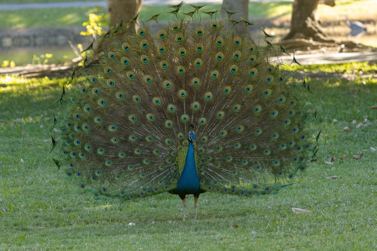 Indian Peafowl - Aaron Sun