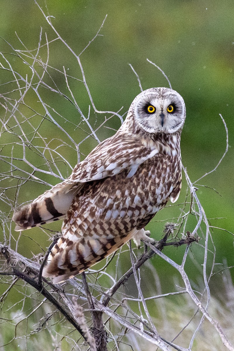 Short-eared Owl - ML527401821