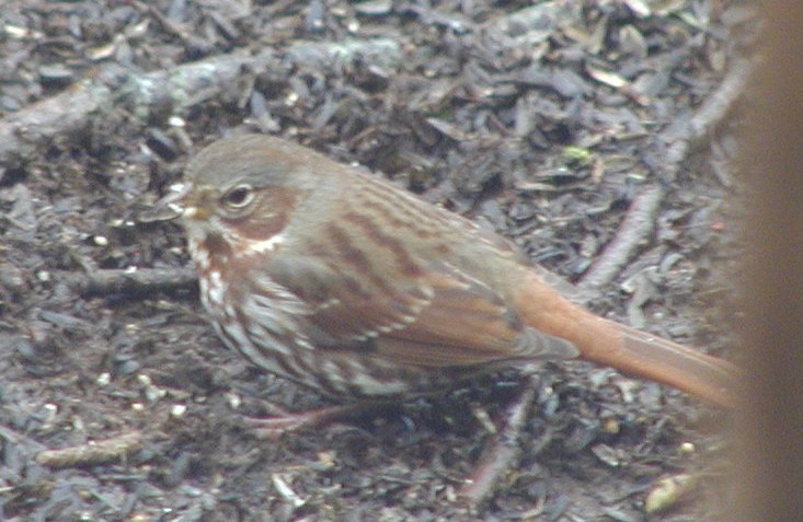 Fox Sparrow (Red) - ML527407551