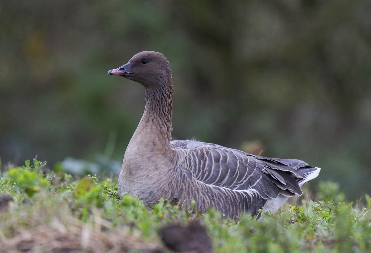 Pink-footed Goose - ML527409681