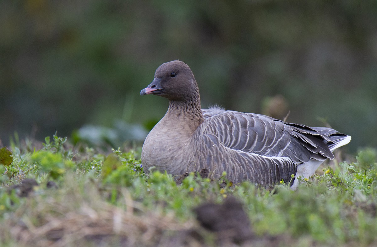 Pink-footed Goose - Javier Hernández Cabello