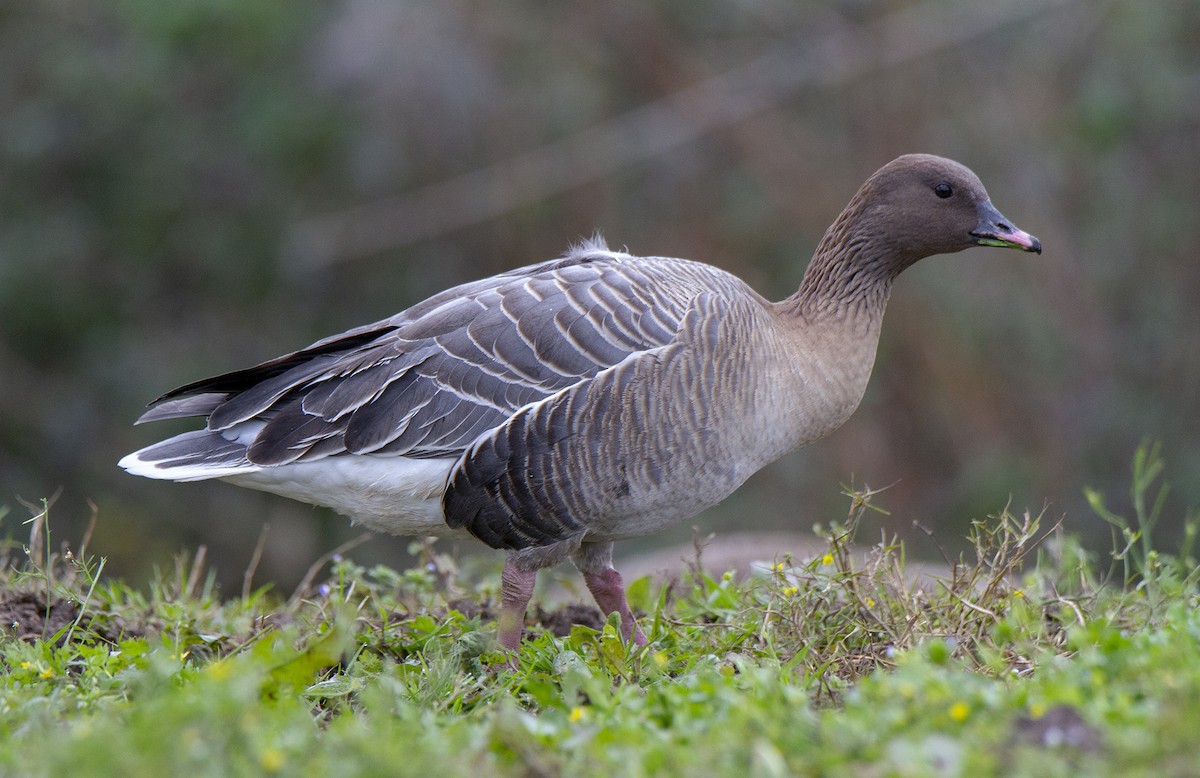 Pink-footed Goose - ML527409701