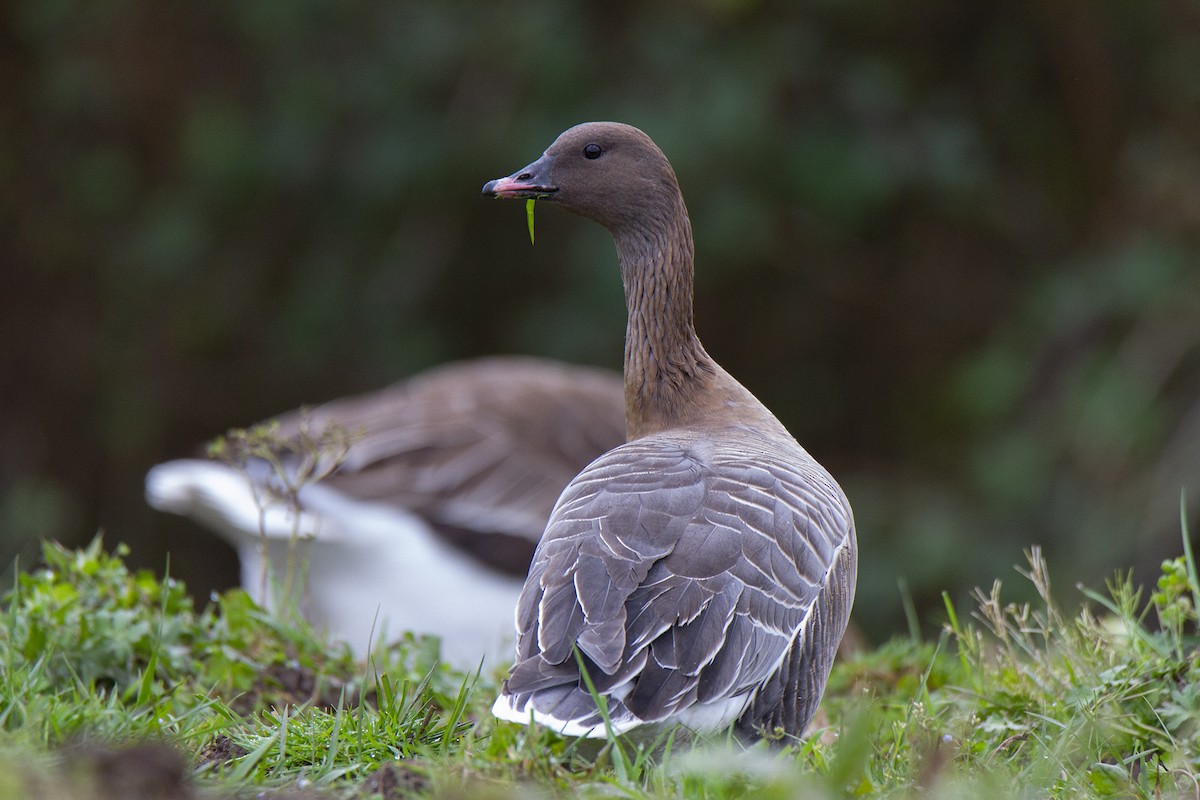 Pink-footed Goose - ML527409711