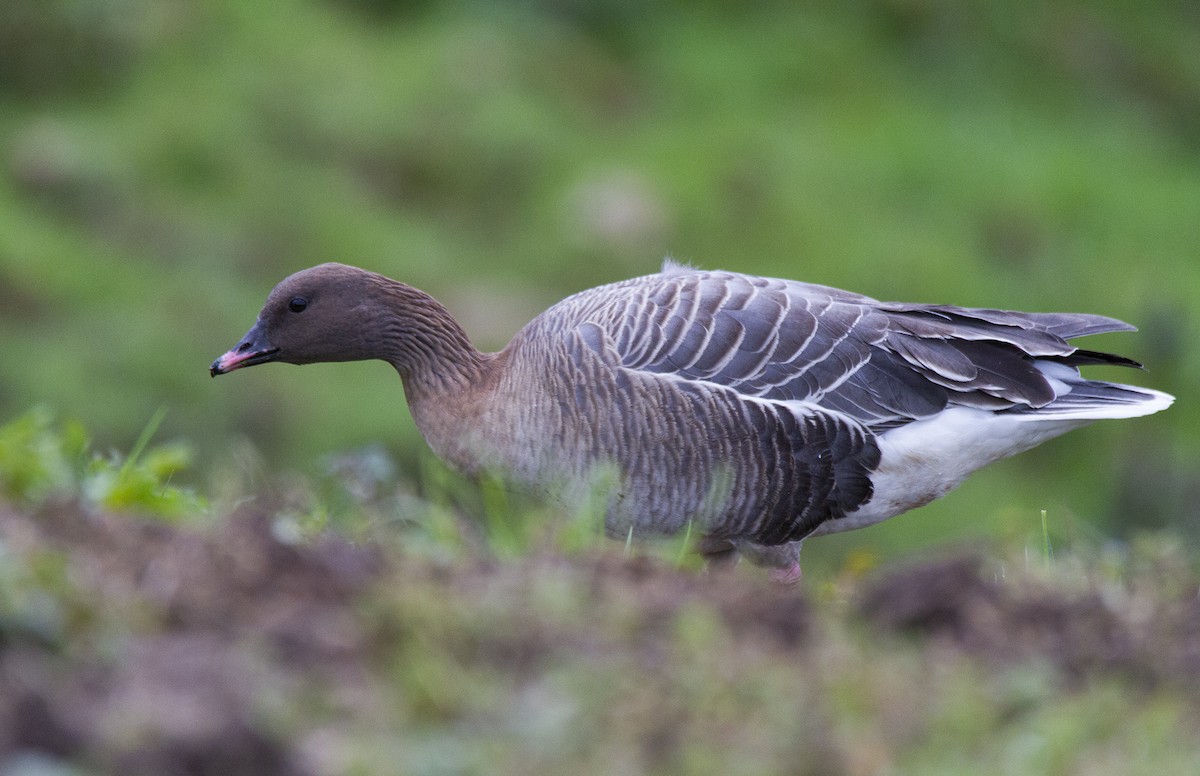 Pink-footed Goose - ML527409721