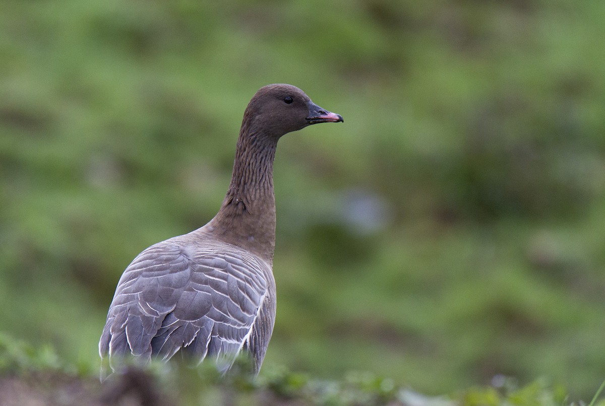 Pink-footed Goose - ML527409731