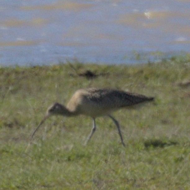 Long-billed Curlew - ML527412211