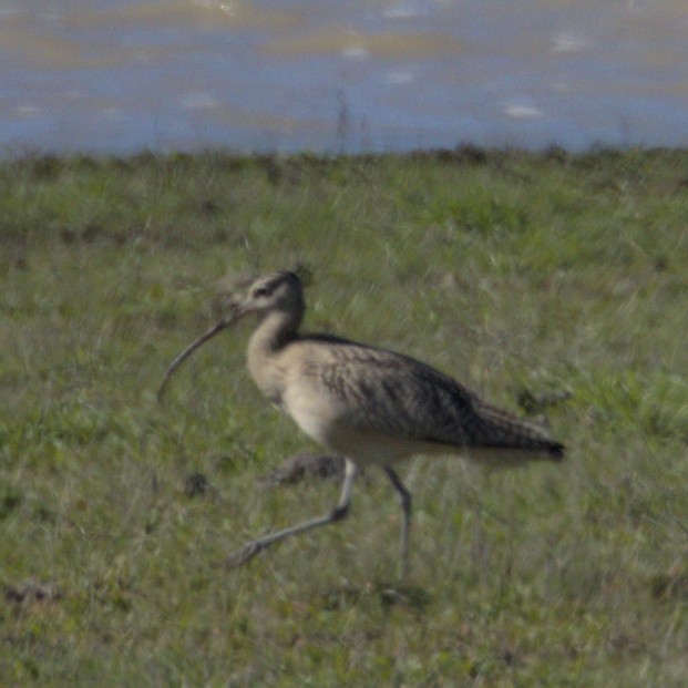 Long-billed Curlew - ML527412221