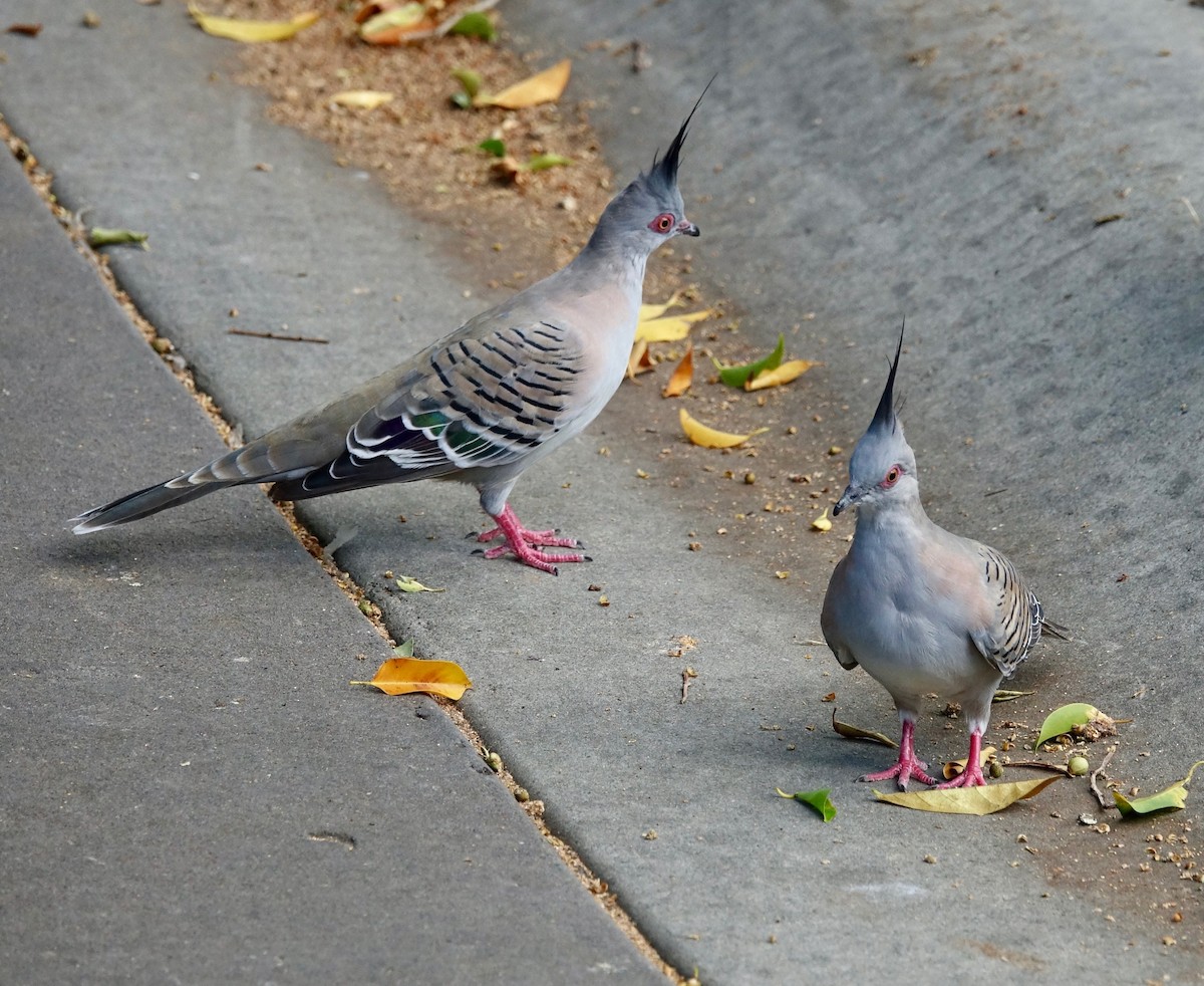 Crested Pigeon - ML527412951