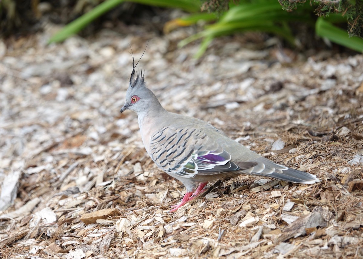 Crested Pigeon - ML527412961