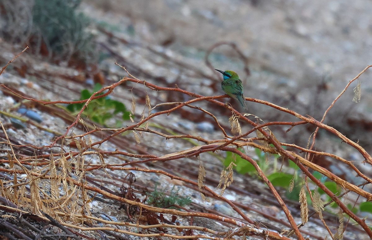 Arabian Green Bee-eater - ML527413011