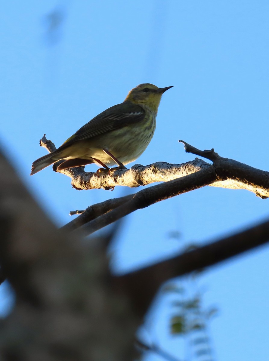 Cape May Warbler - ML527419671