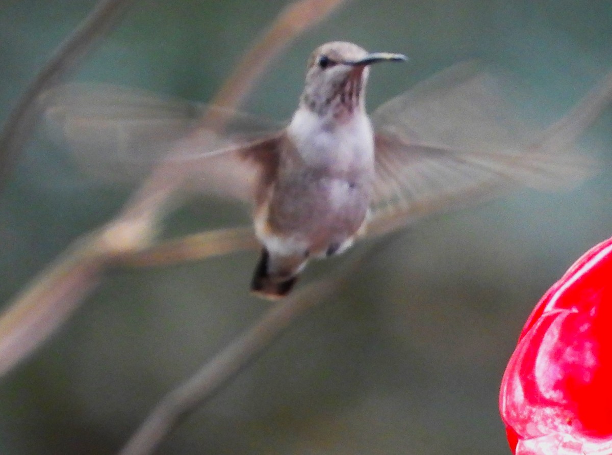 Black-chinned Hummingbird - ML527420811
