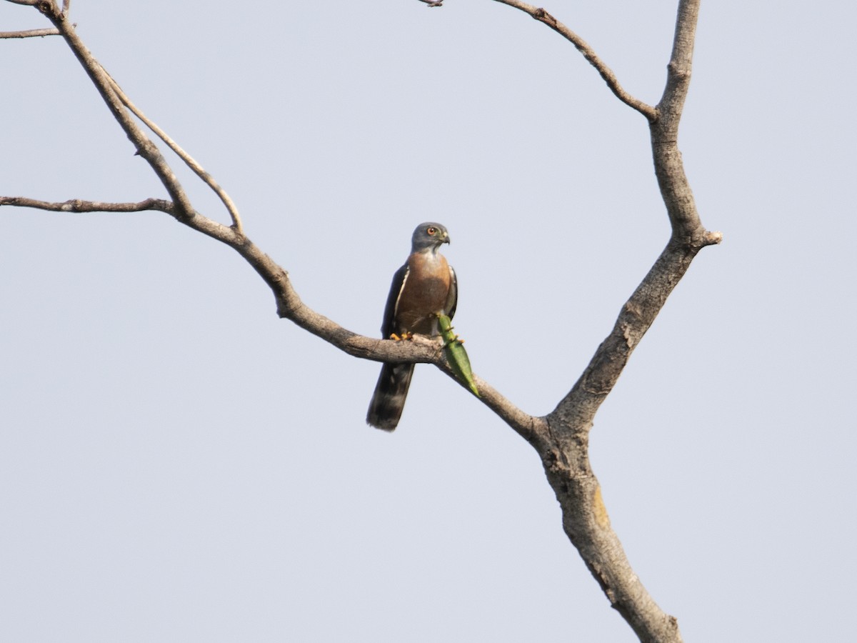 Double-toothed Kite - ML527422281