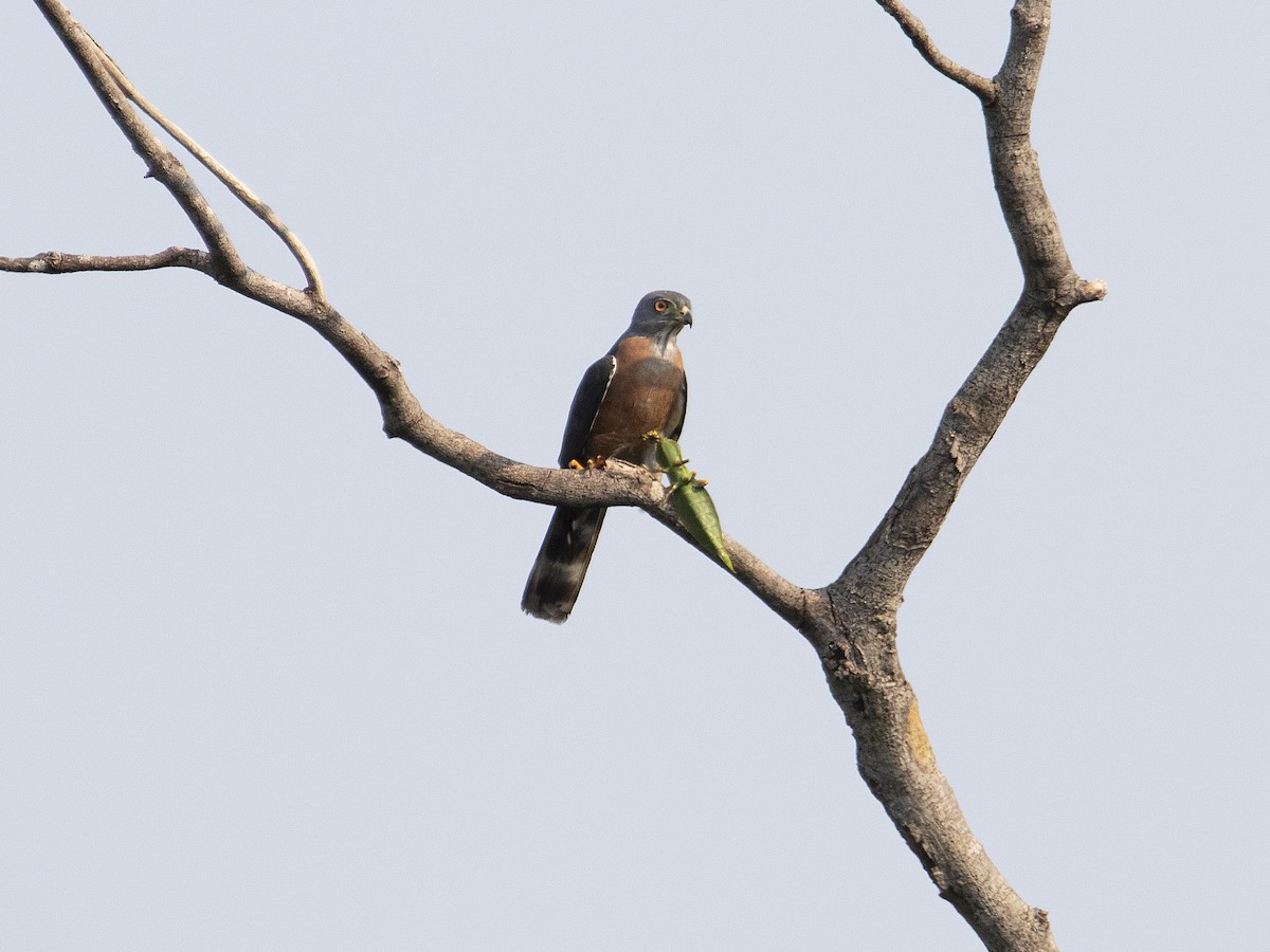 Double-toothed Kite - ML527422291